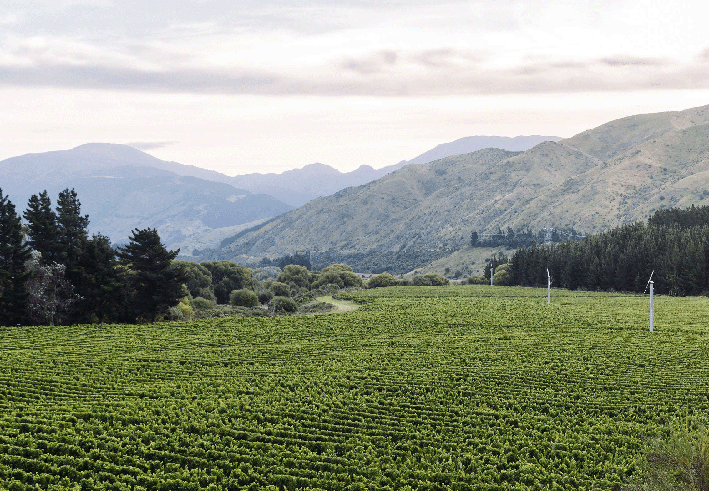 The Crossings 9 - Willowflat Vineyard-cropped